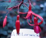 A M Larwick