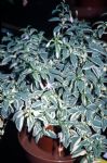 F. magellanica var. sharpitor